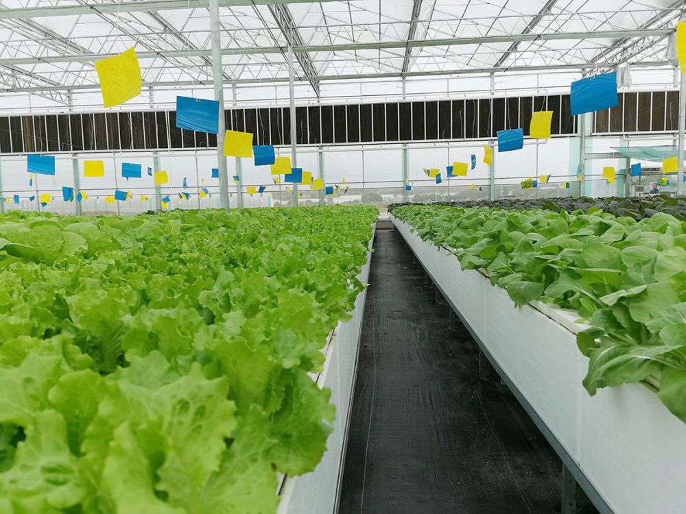 Aglare Lighting visited the plant farm in 2019